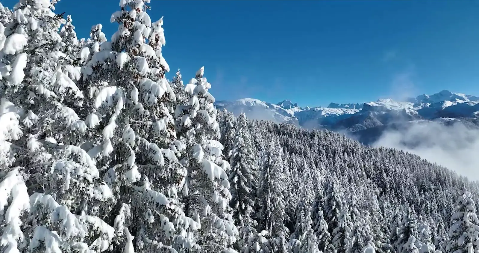 Forêt de sapins chargés de neige au-dessus de la vallée du Giffre