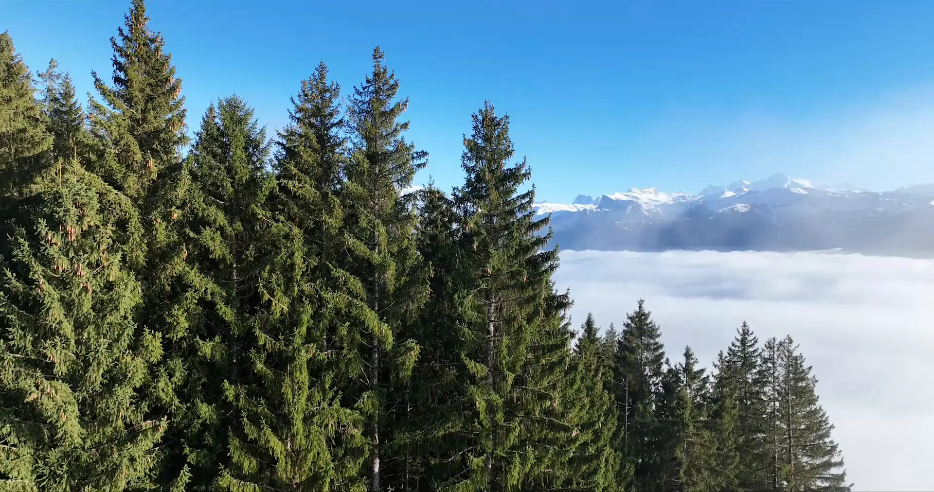 Sapins au-dessus d'une mer de nuages, vallée du Giffre